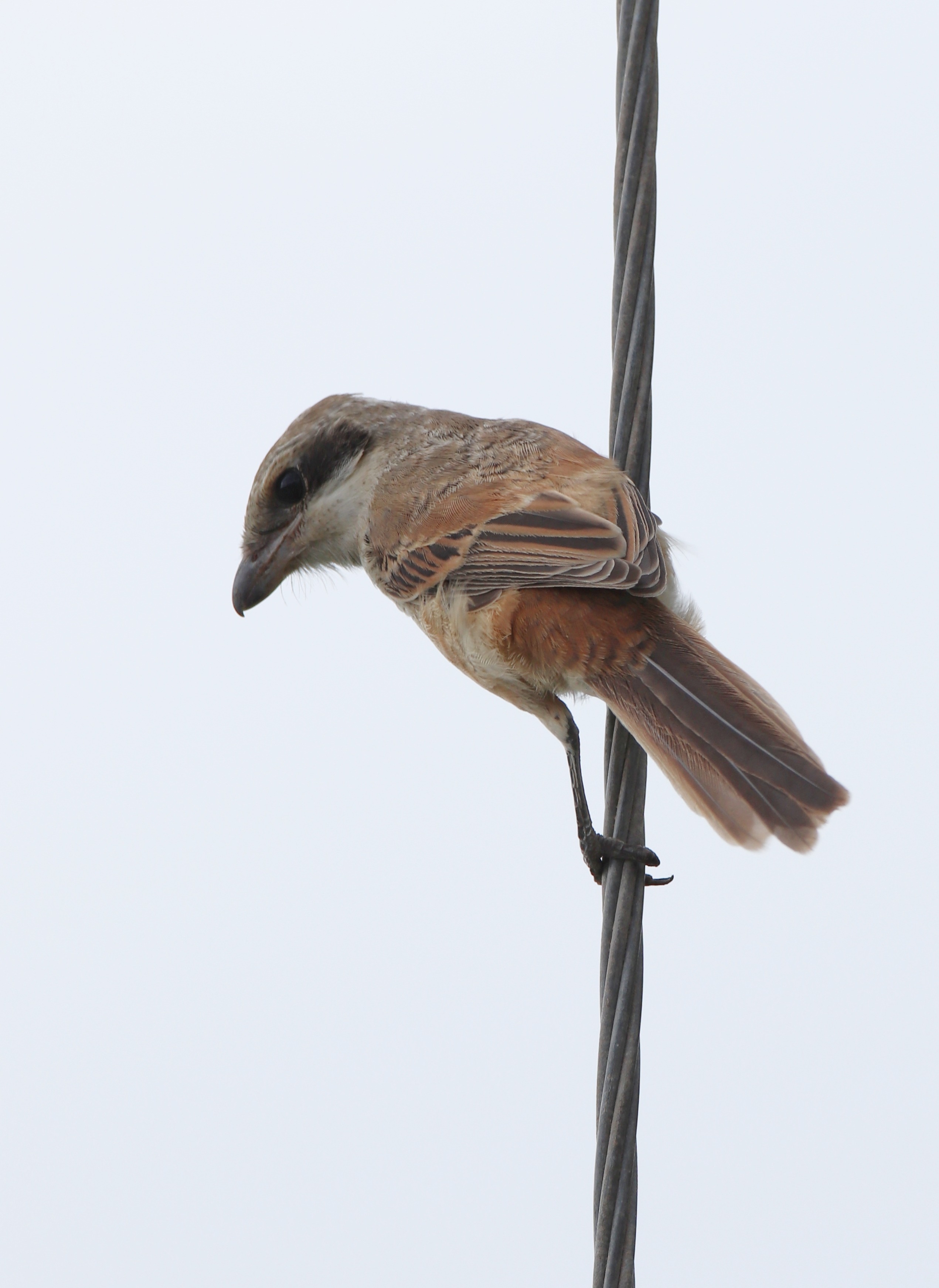 Brown Shrike