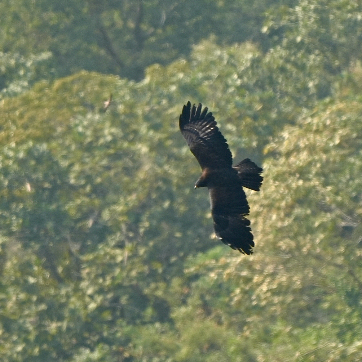 Black Eagle