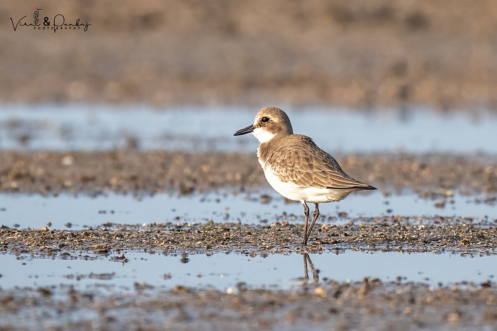Greater Sand Plover