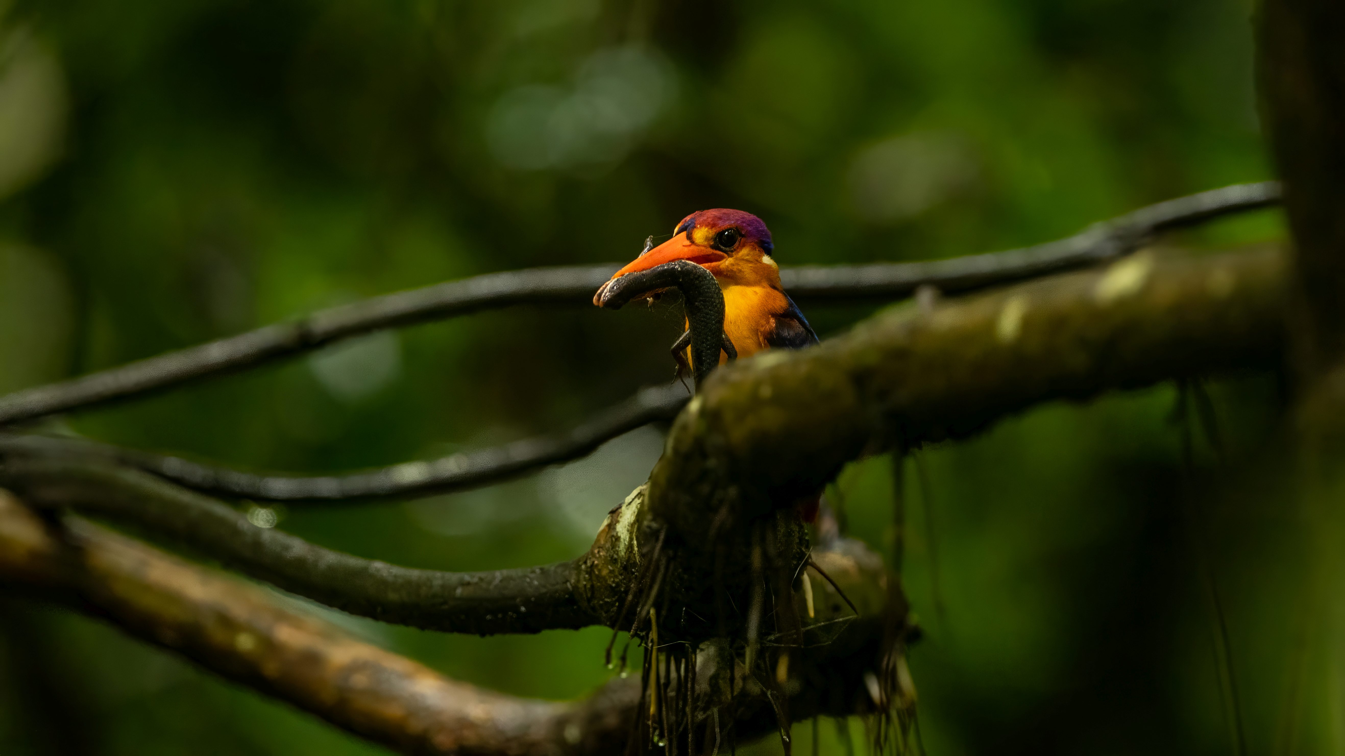 Oriental Dwarf Kingfisher