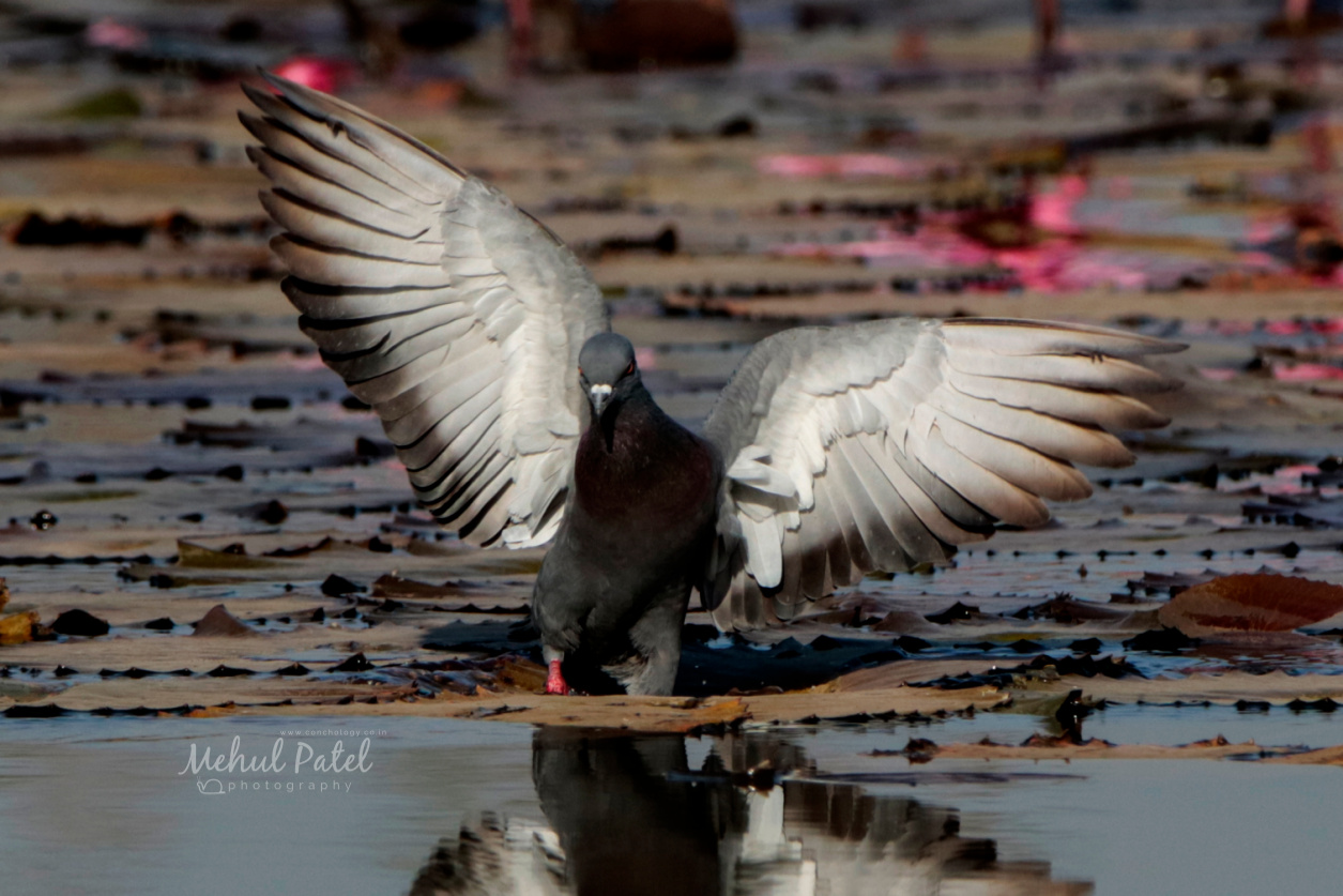Rock Pigeon