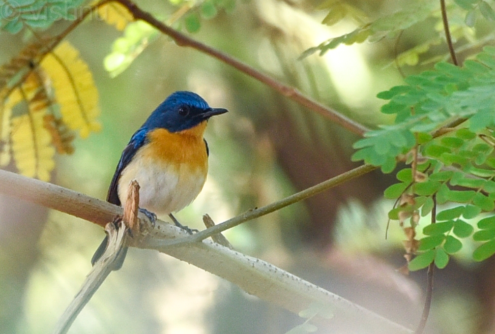 Tickell's Blue Flycatcher