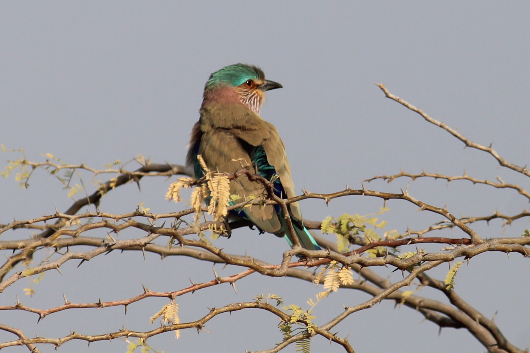 Indian Roller