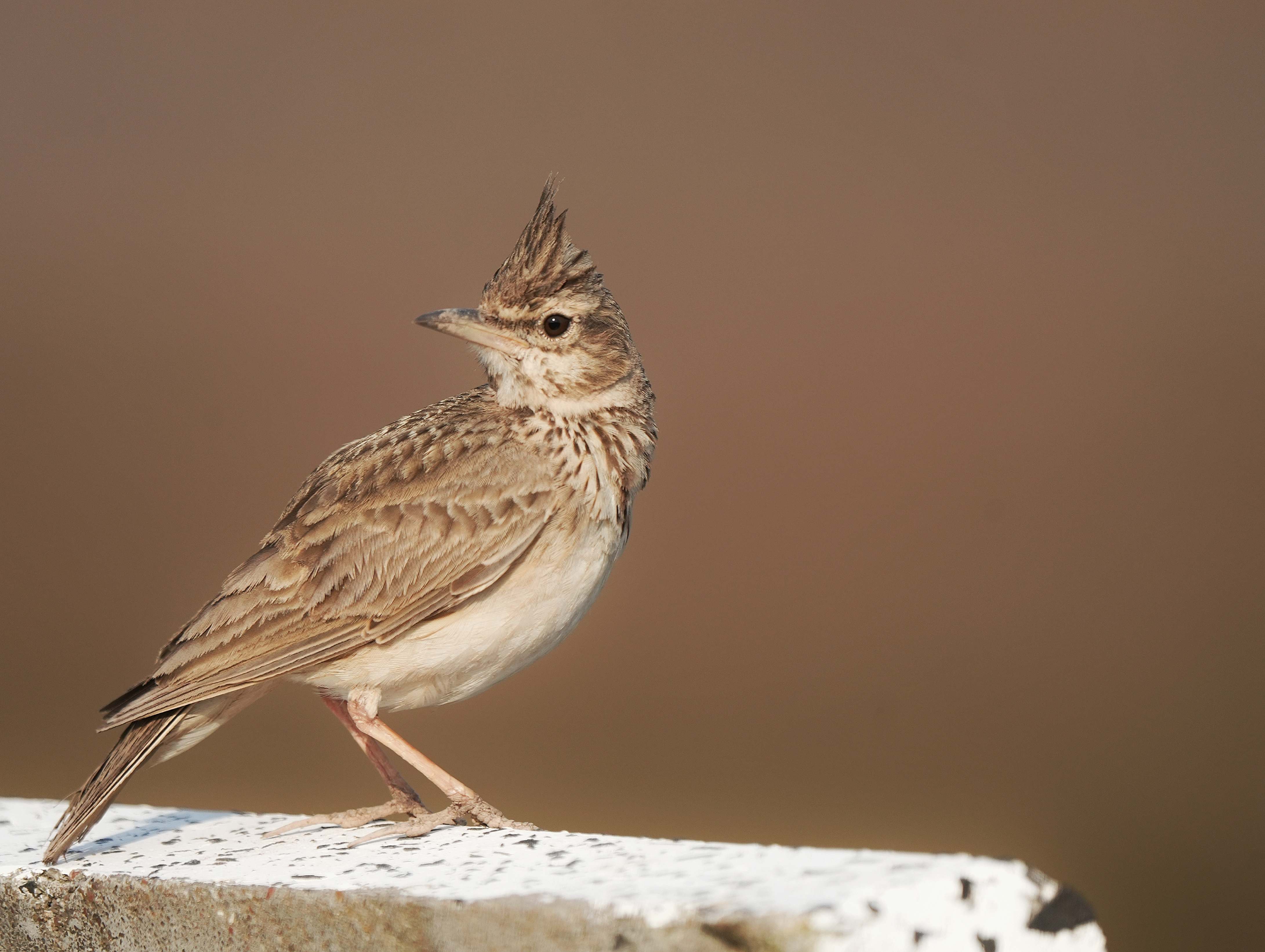 Crested Lark