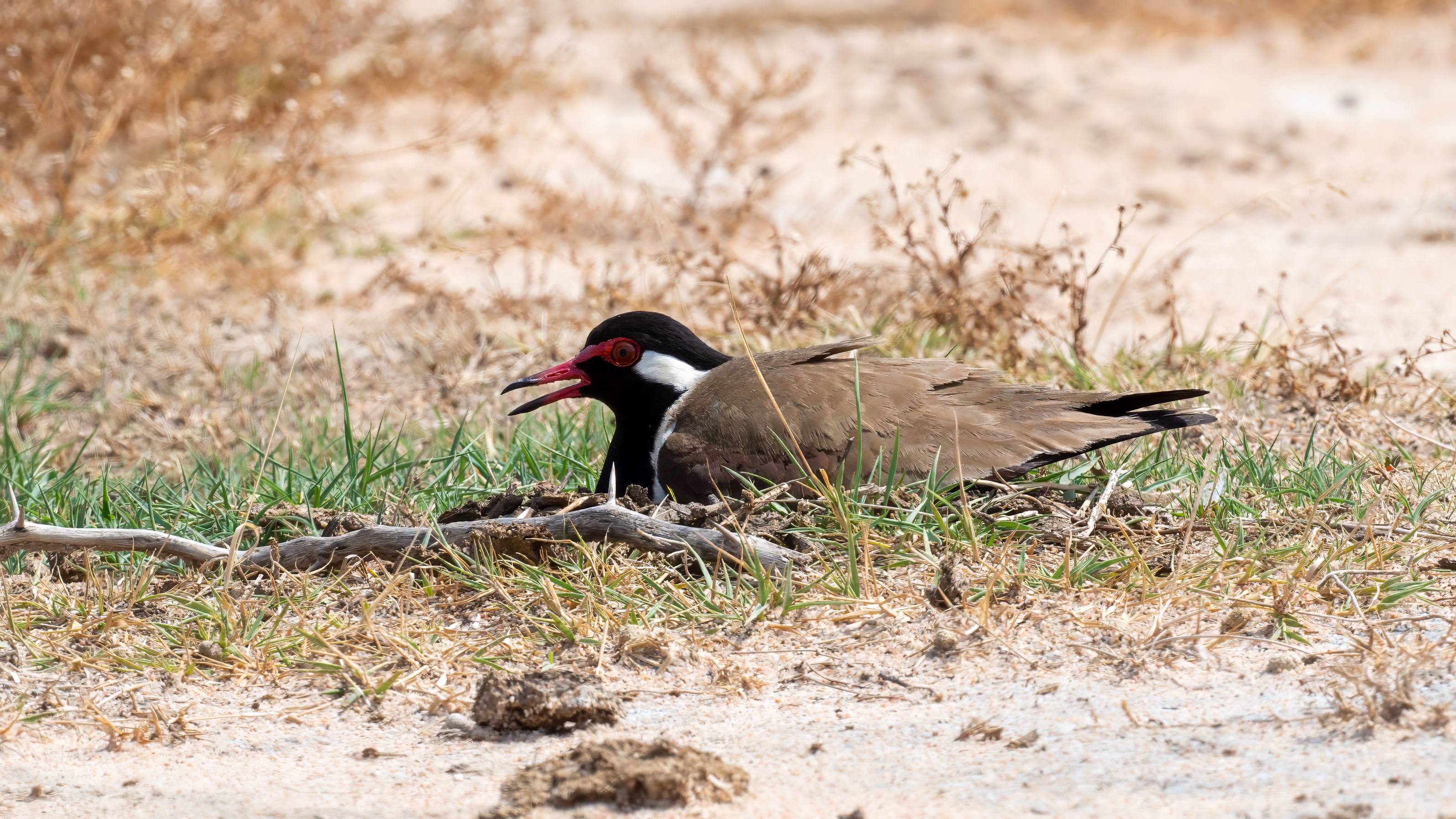Red-wattled Lapwing