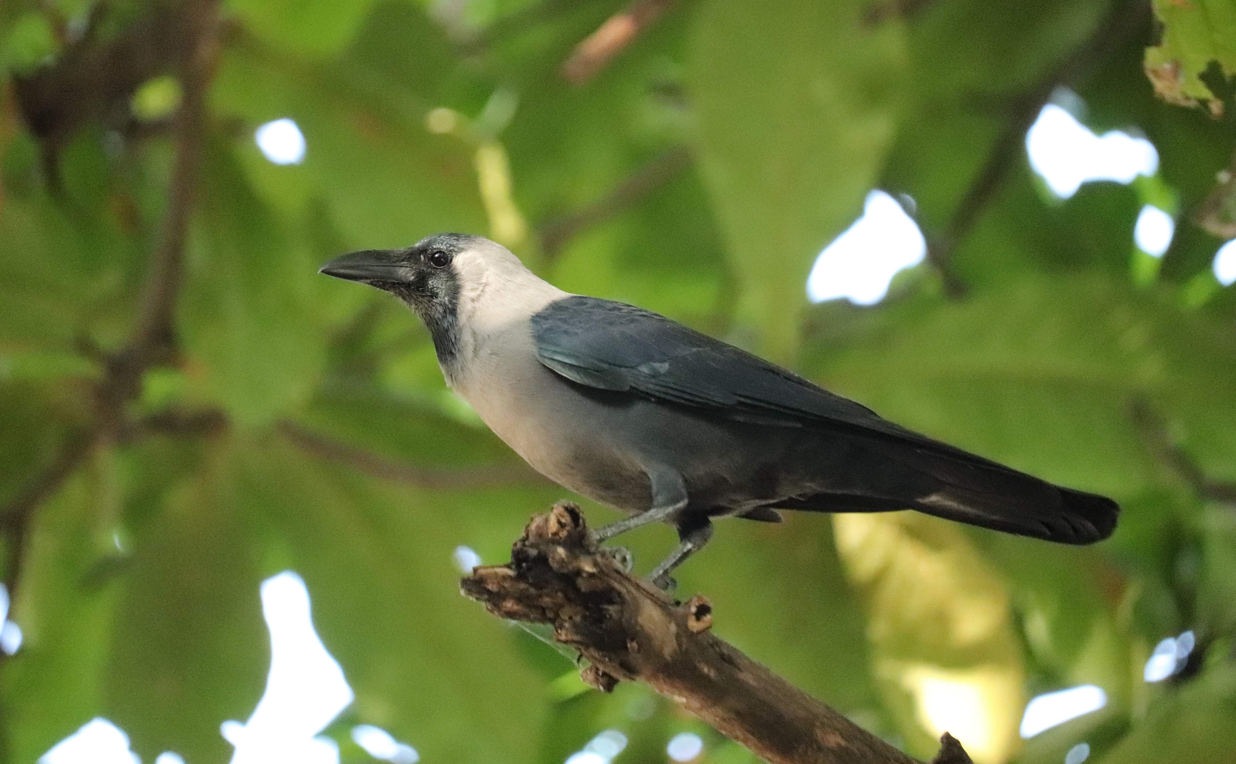 House Crow