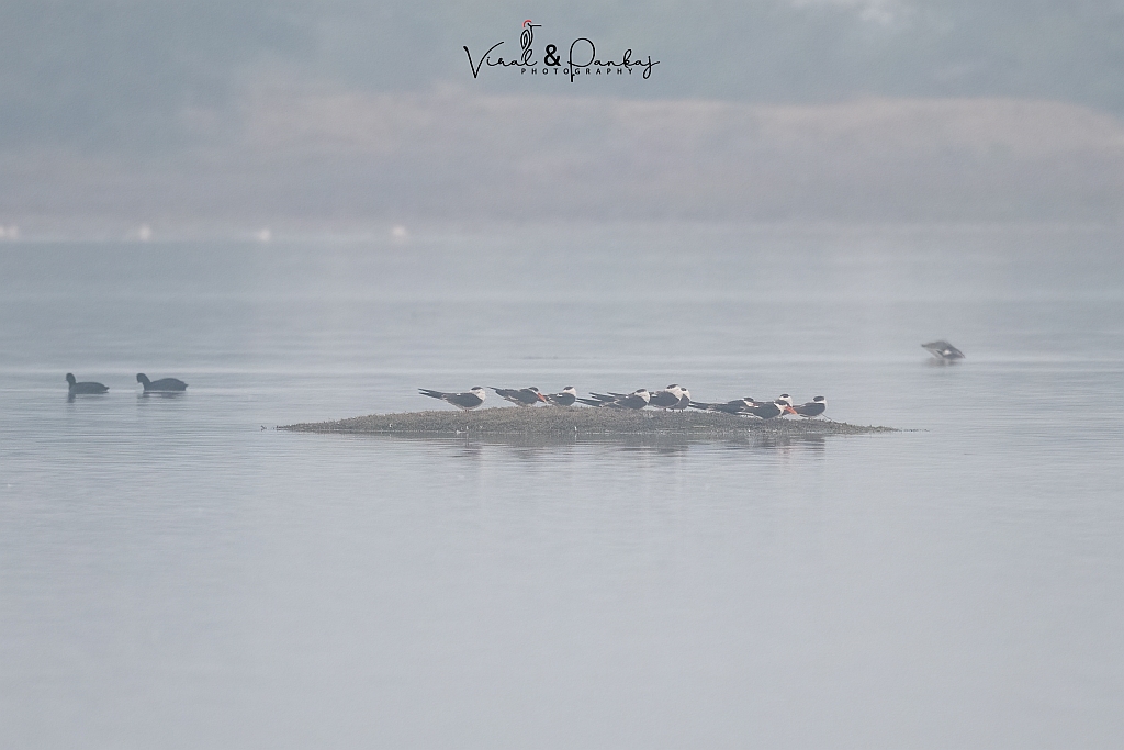 Indian Skimmer