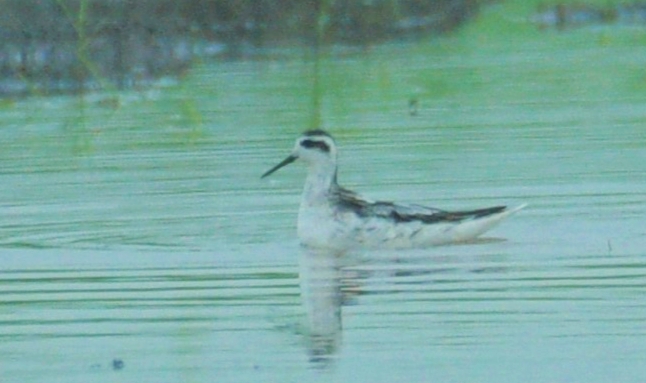 Red-necked Phalarope