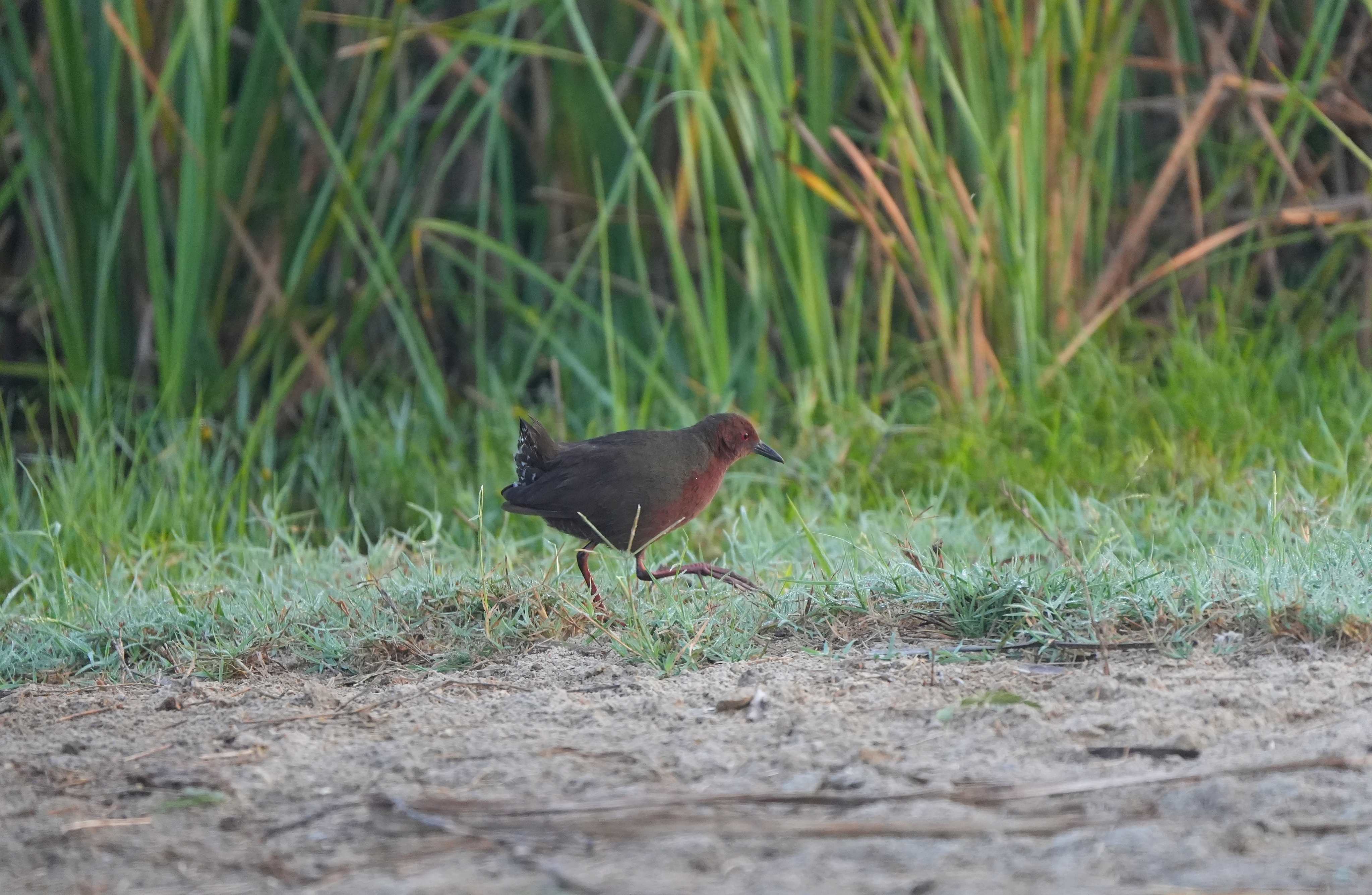 Ruddy-breasted Crake