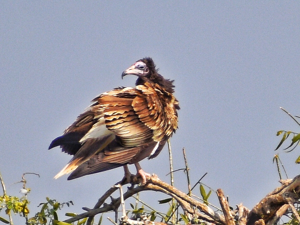 Egyptian Vulture