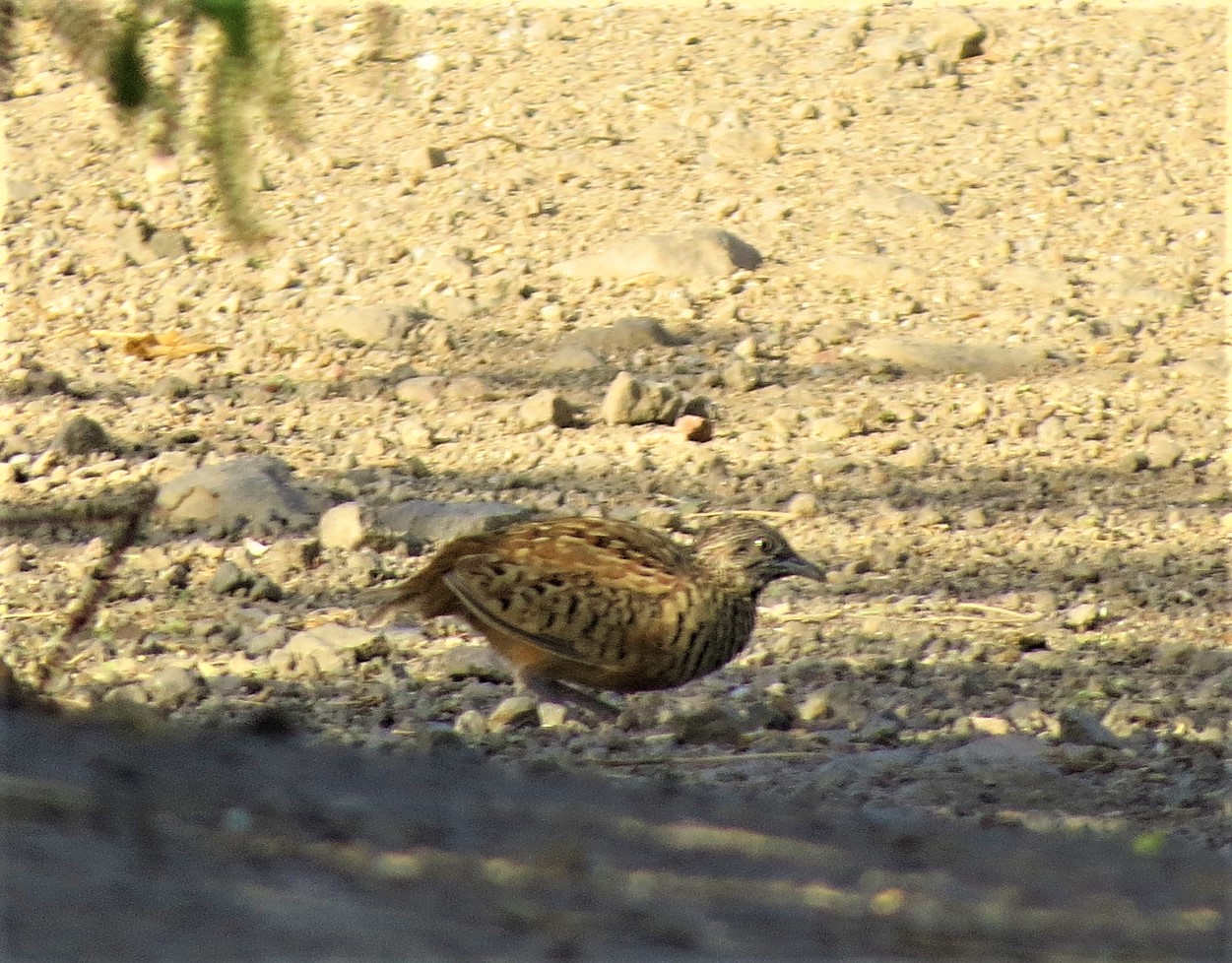 Barred Button Quail