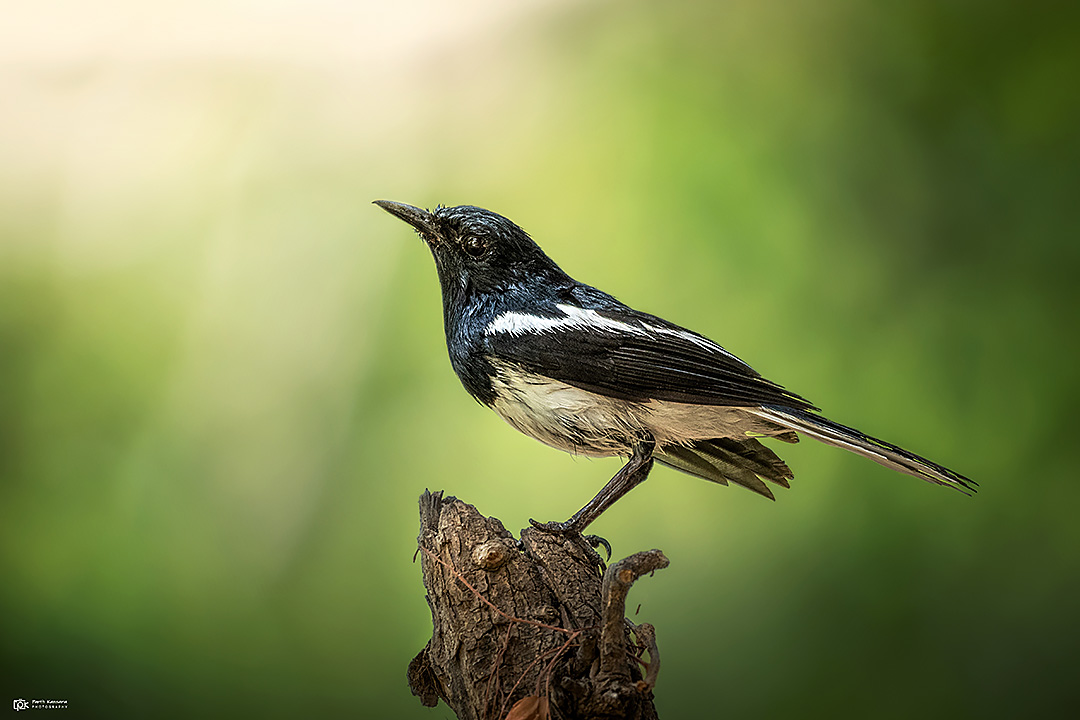 Oriental Magpie Robin