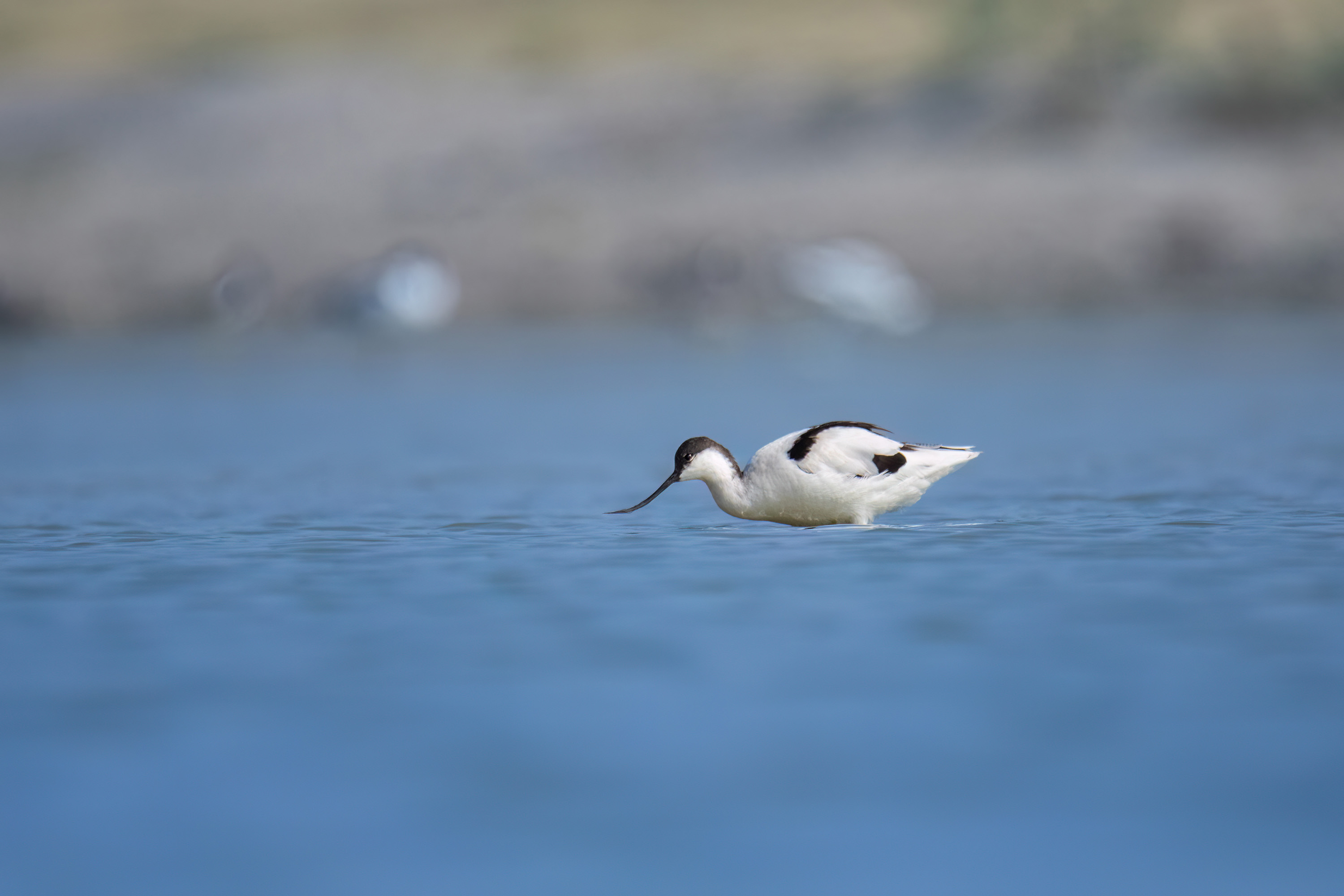Pied Avocet
