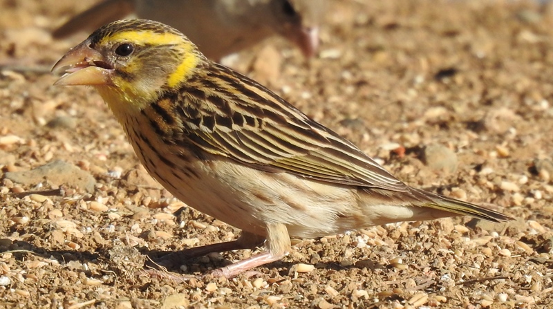 Streaked Weaver