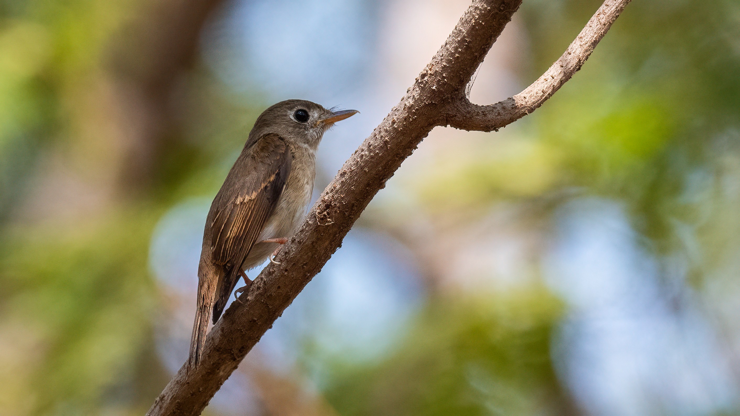 Brown-breasted Flycatcher