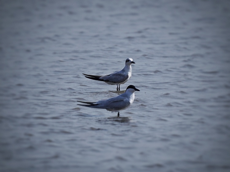 Gull-billed Tern