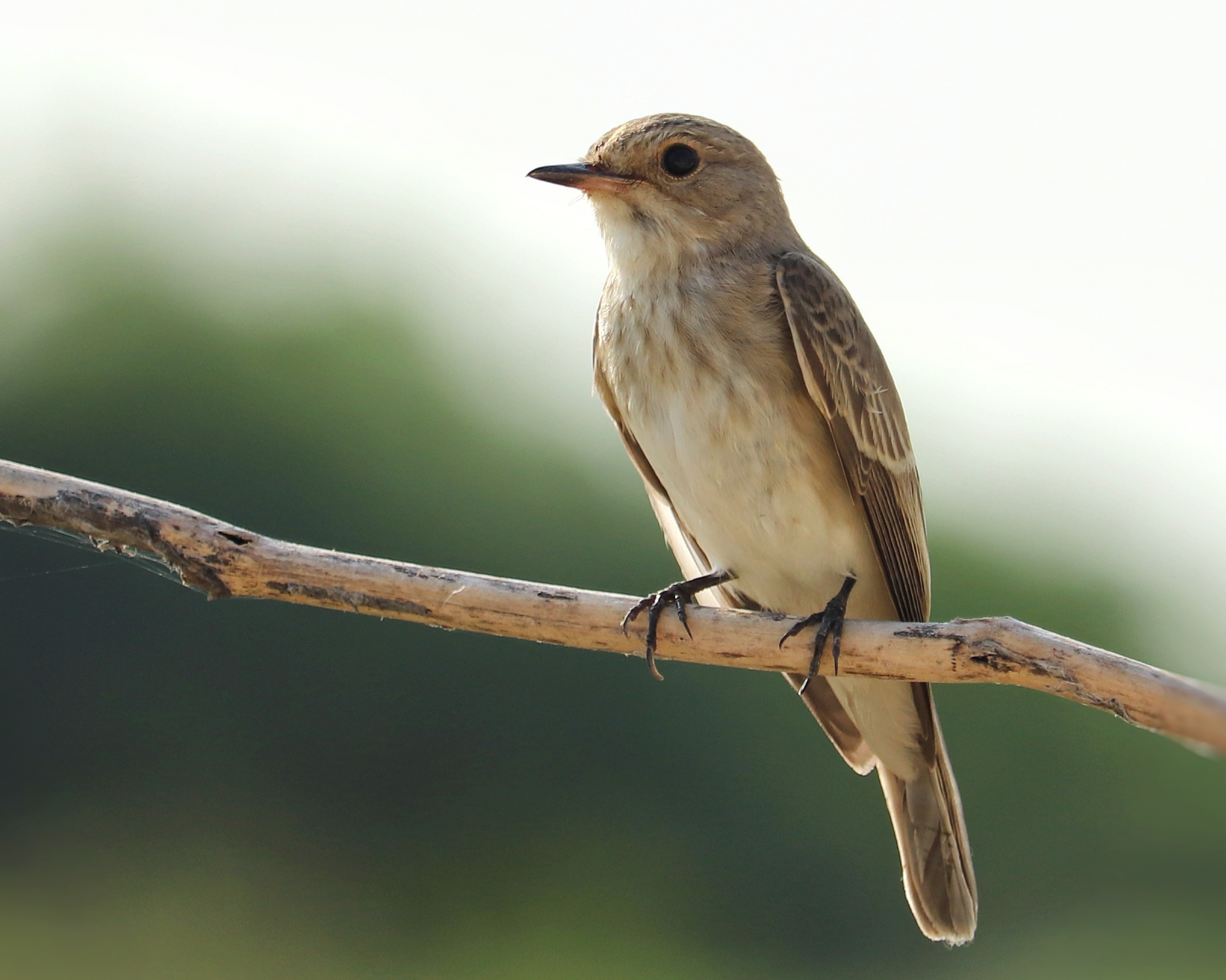 Spotted Flycatcher