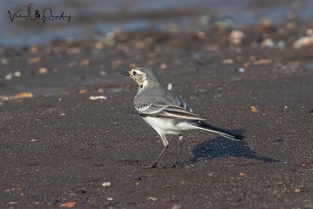 White Wagtail