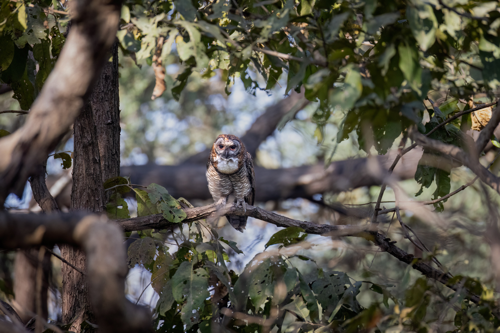 Mottled Wood Owl