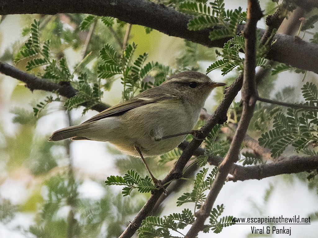 Hume's Leaf Warbler