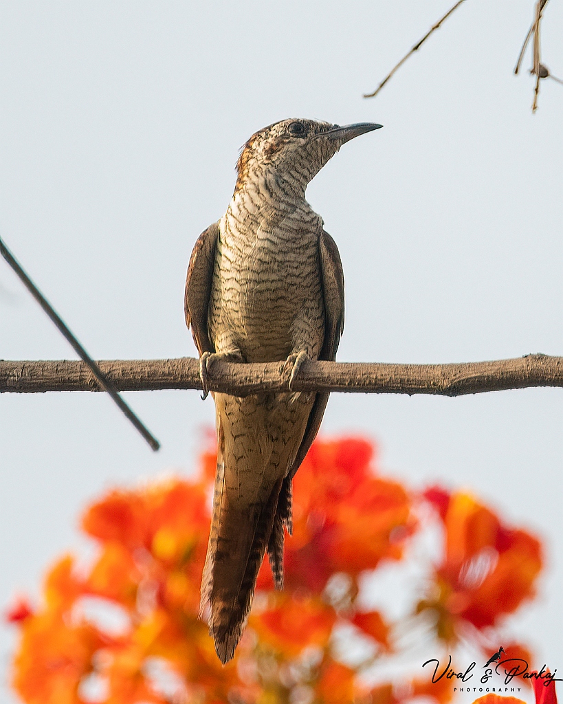 Banded Bay Cuckoo
