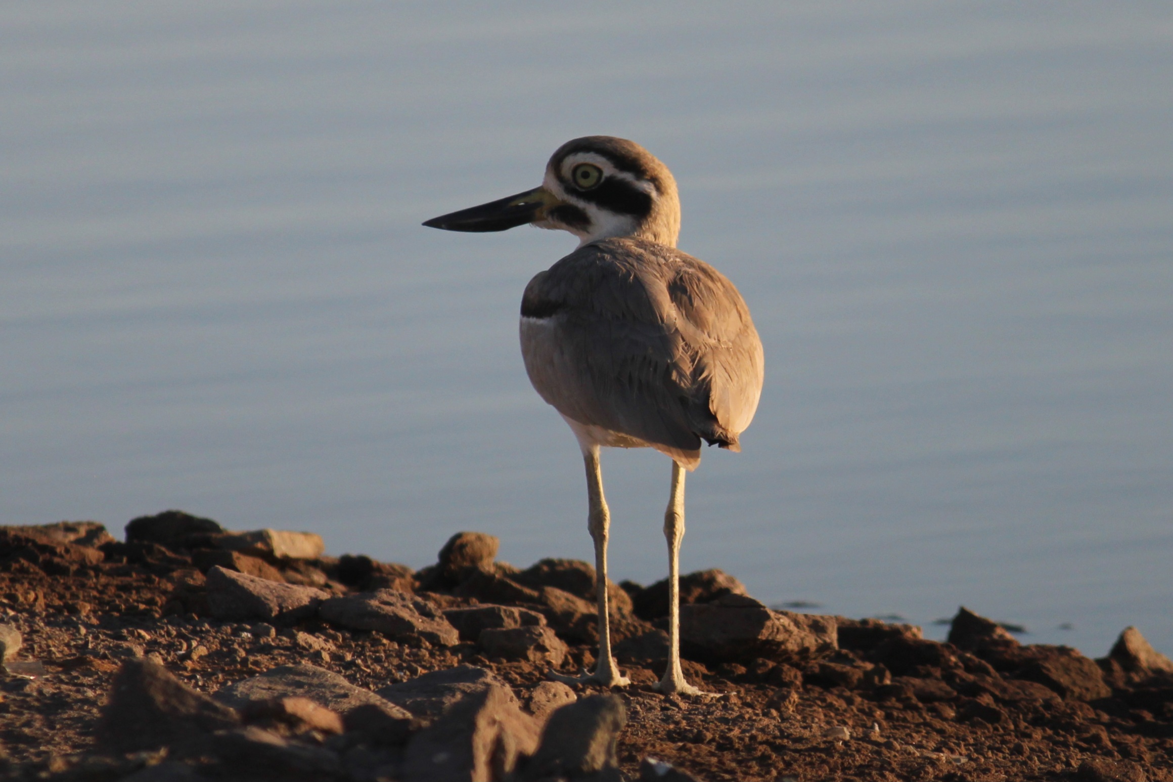 Great Thick-knee