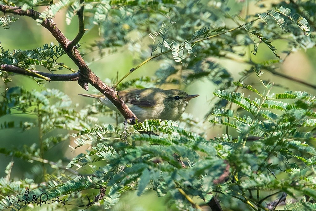 Greenish Warbler