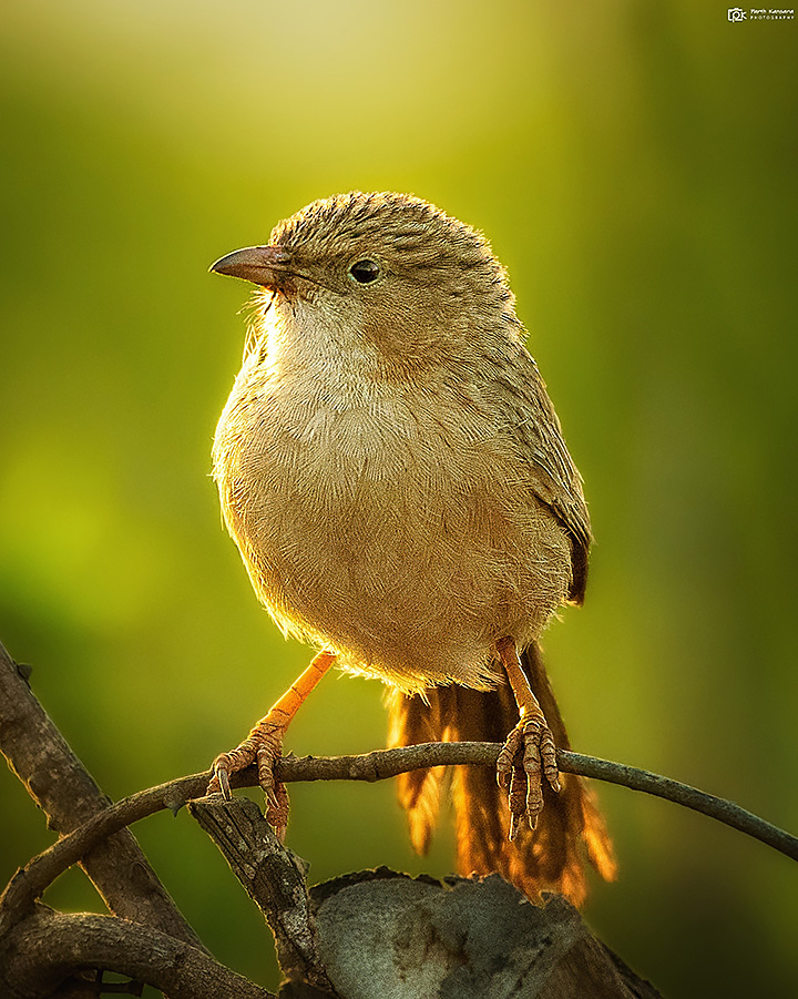 Common Babbler