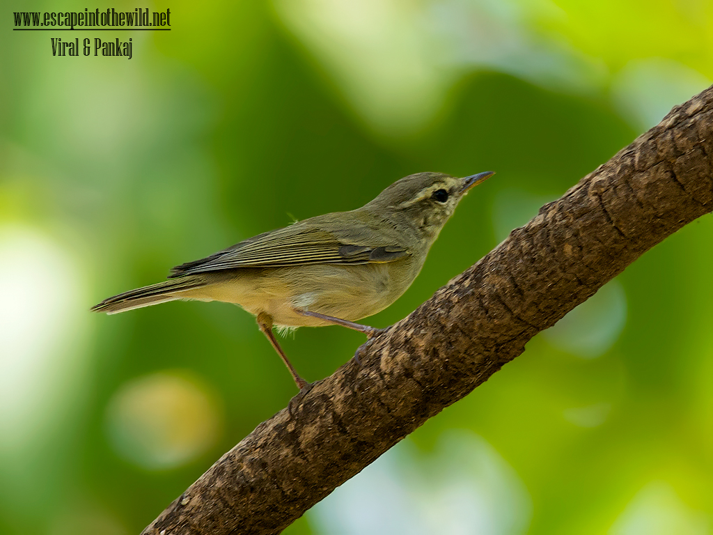 Green Warbler