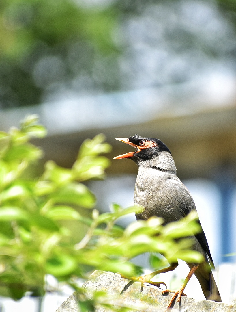 Bank Myna