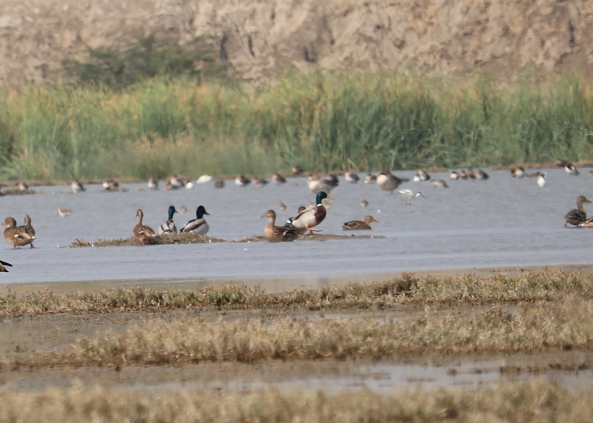 Mallard