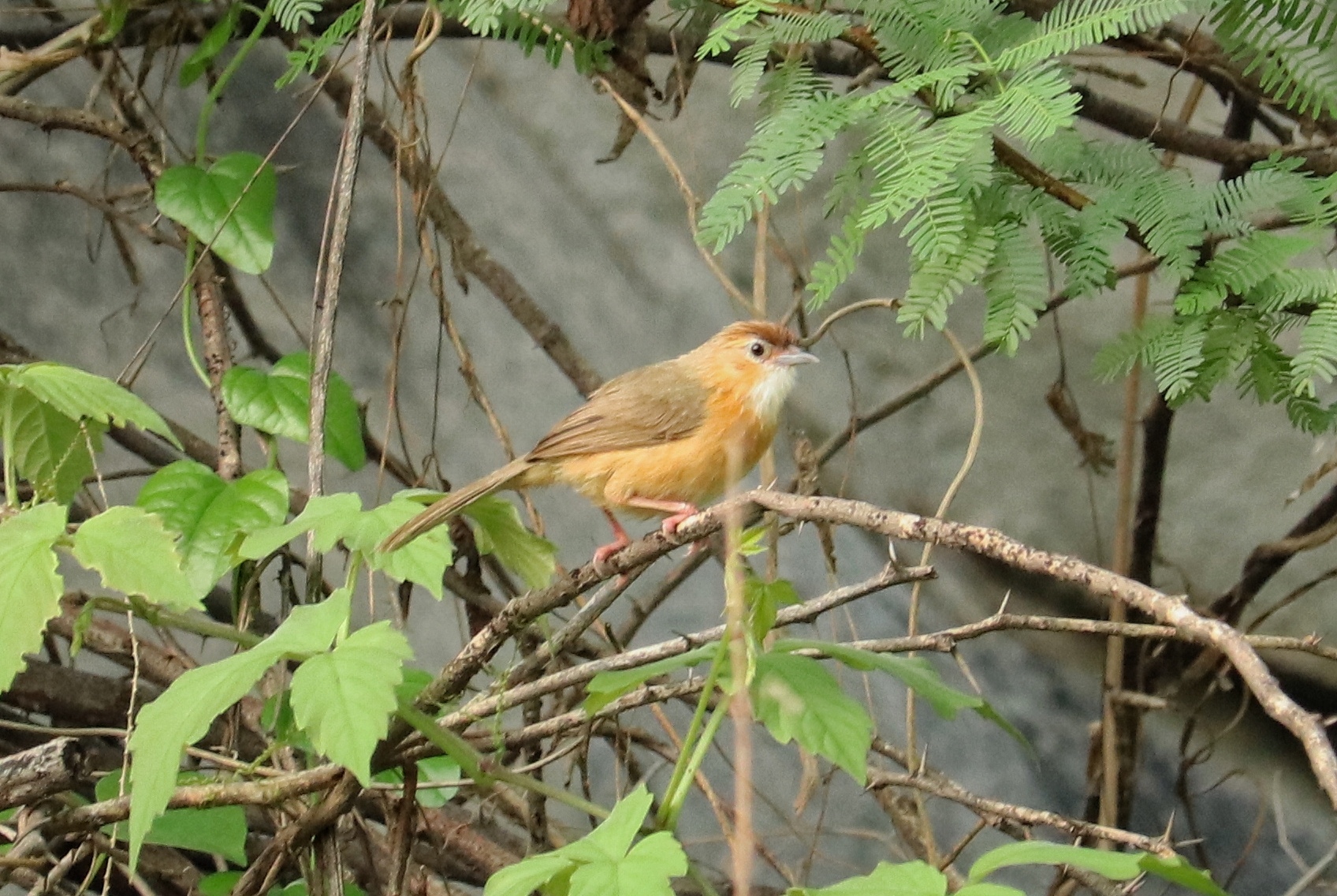 Tawny-bellied Babbler