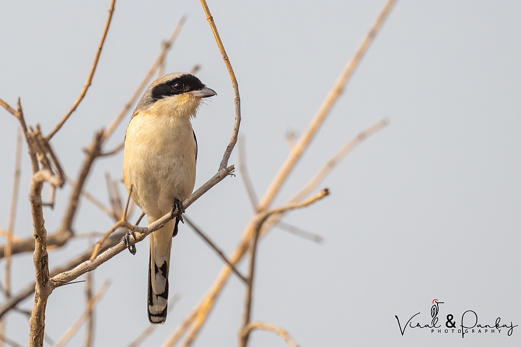 Bay Backed Shrike