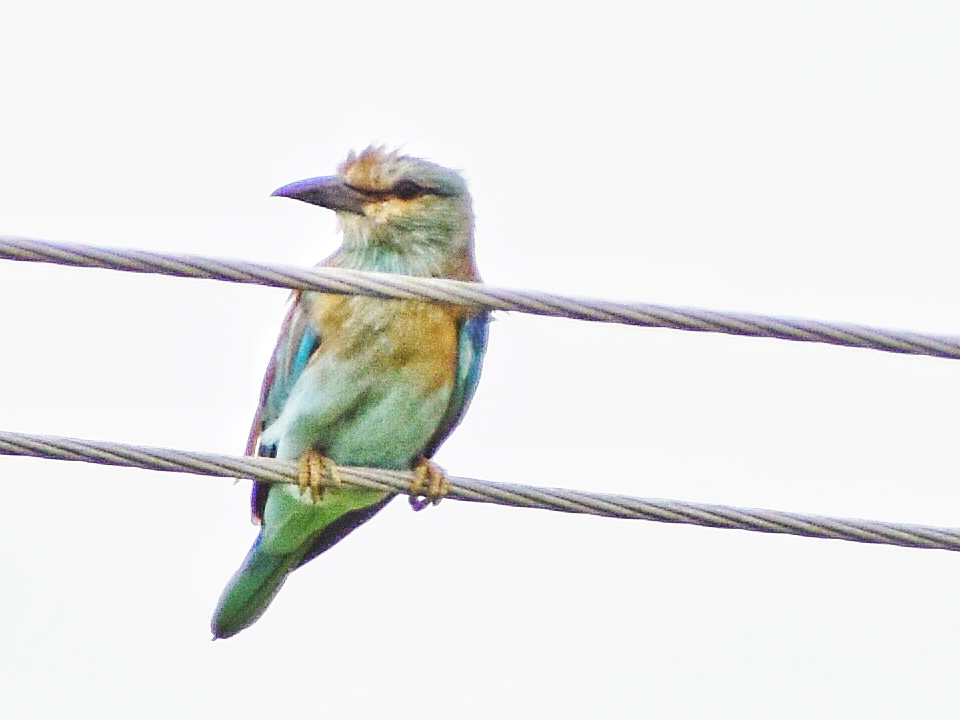 European Roller