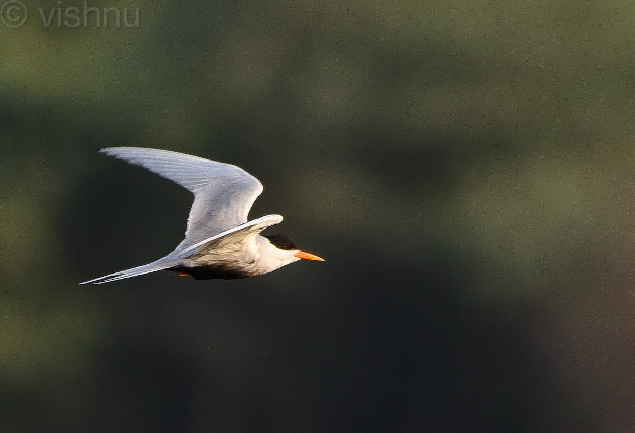 Black-bellied Tern