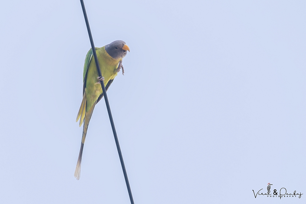 Plum-headed Parakeet
