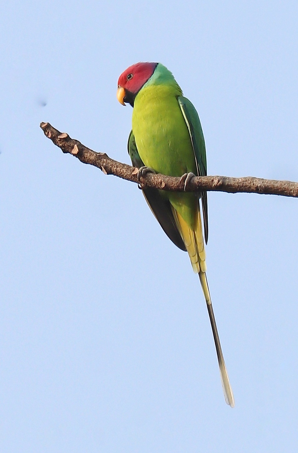 Plum-headed Parakeet