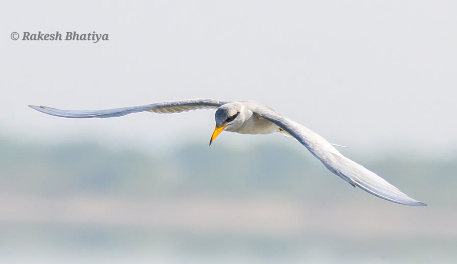 River Tern