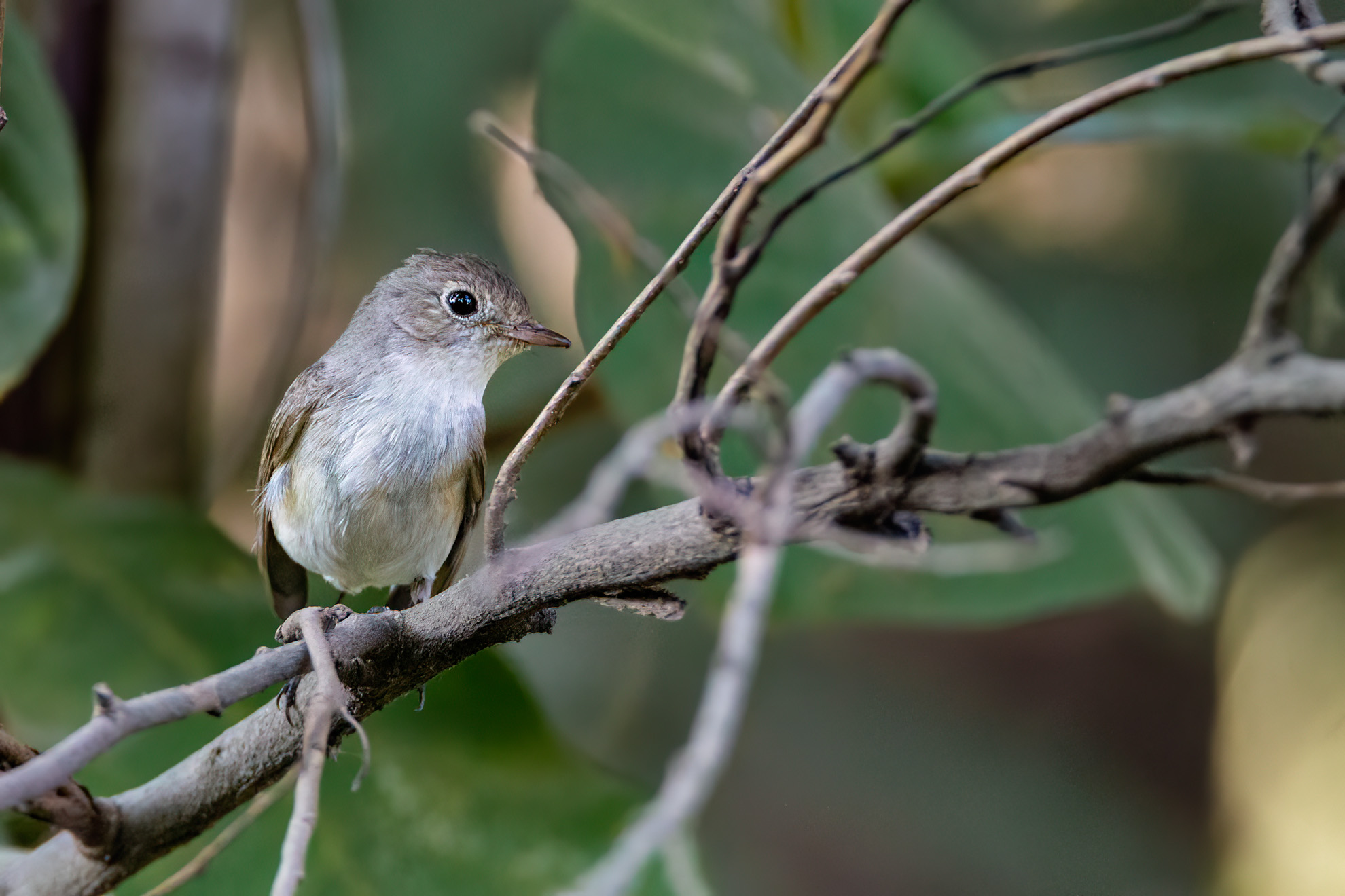 Asian Brown Flycatcher