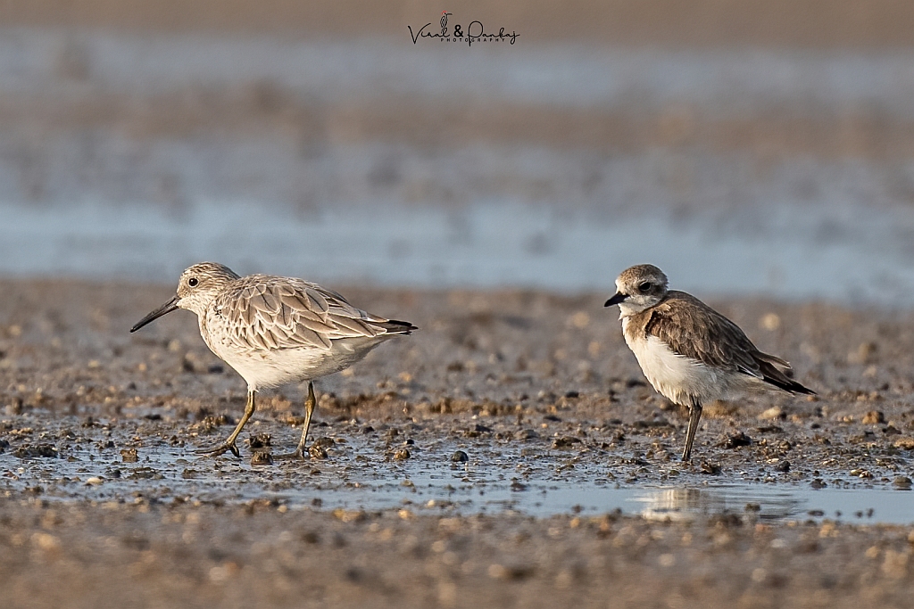 Great Knot 