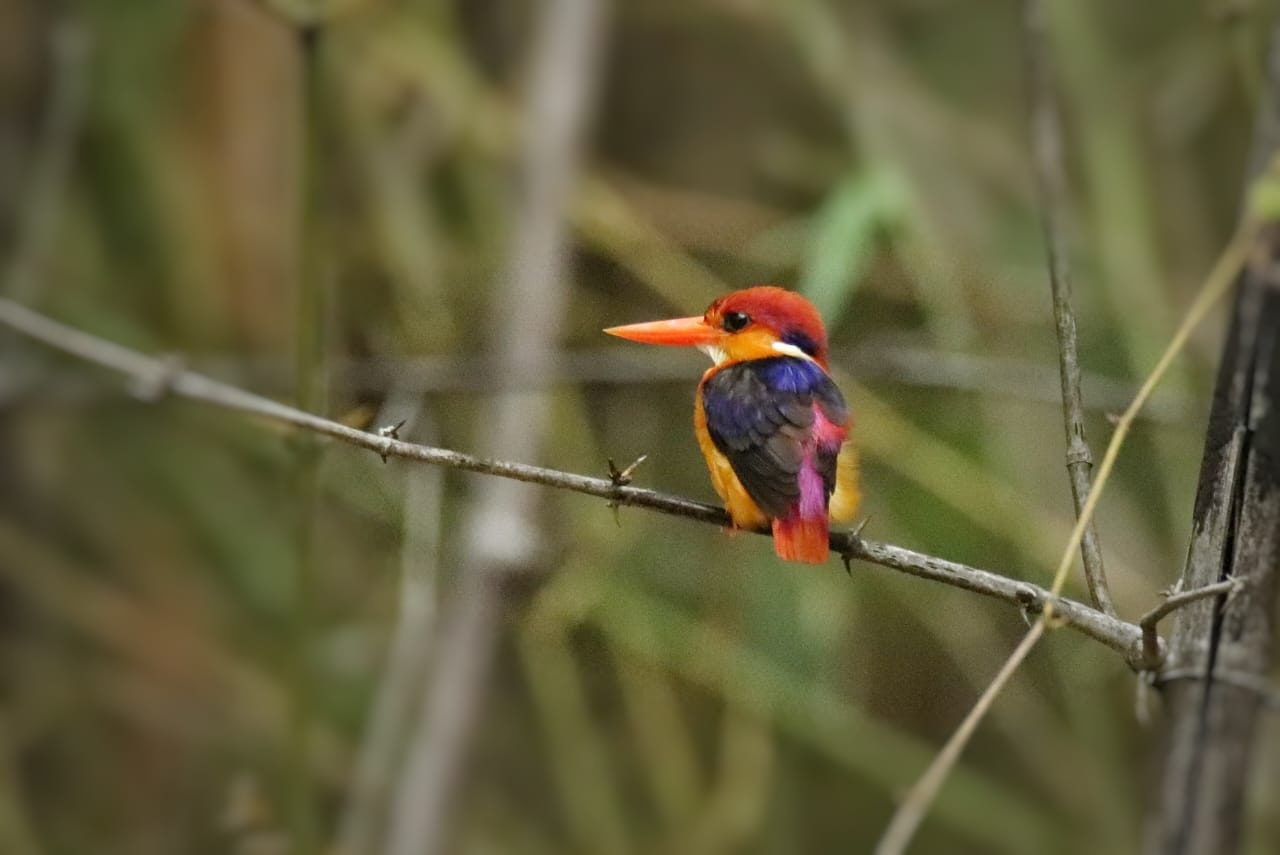 Oriental Dwarf Kingfisher