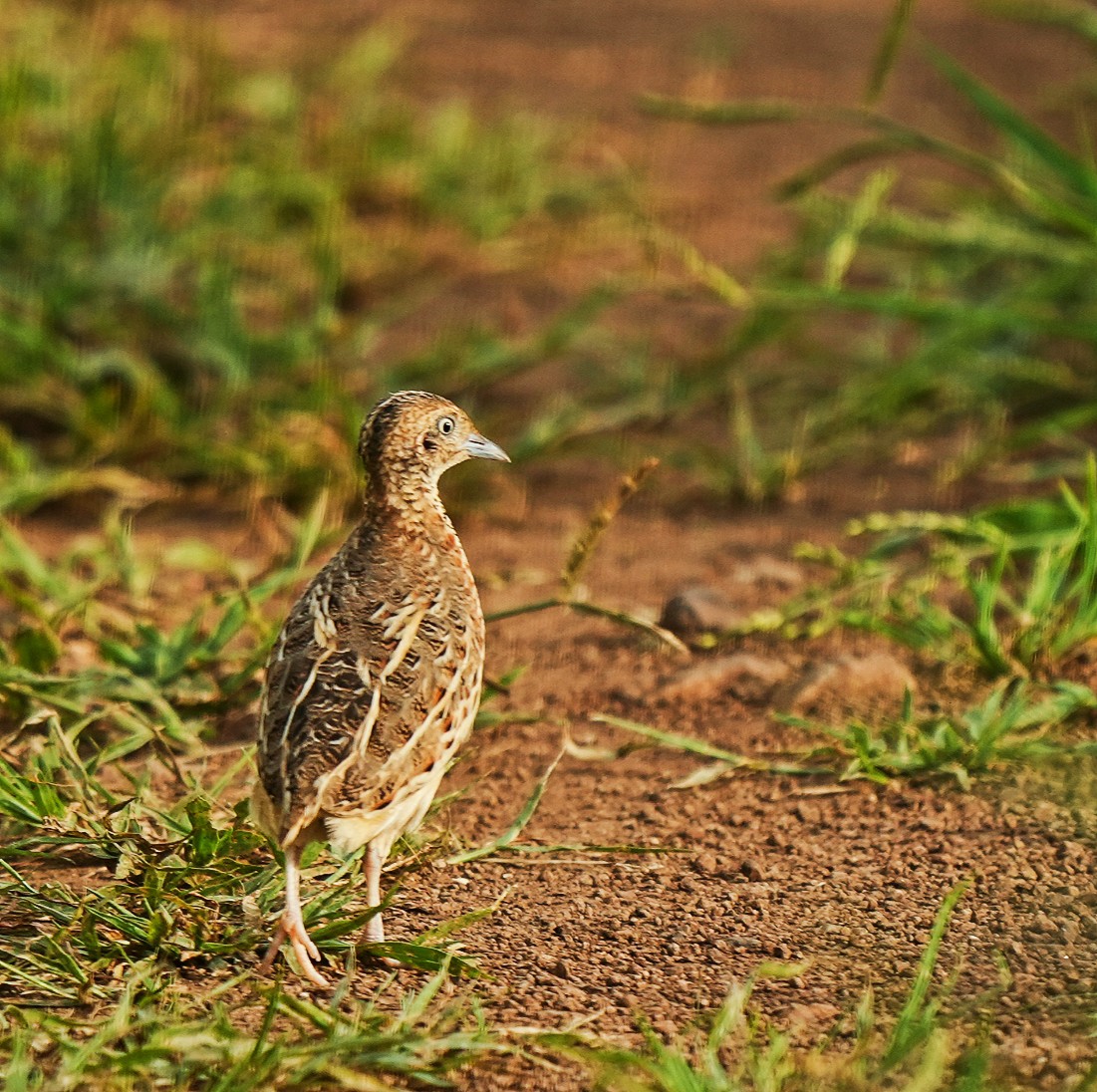 Small ButtonQuail
