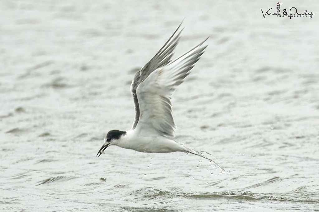 Common Tern