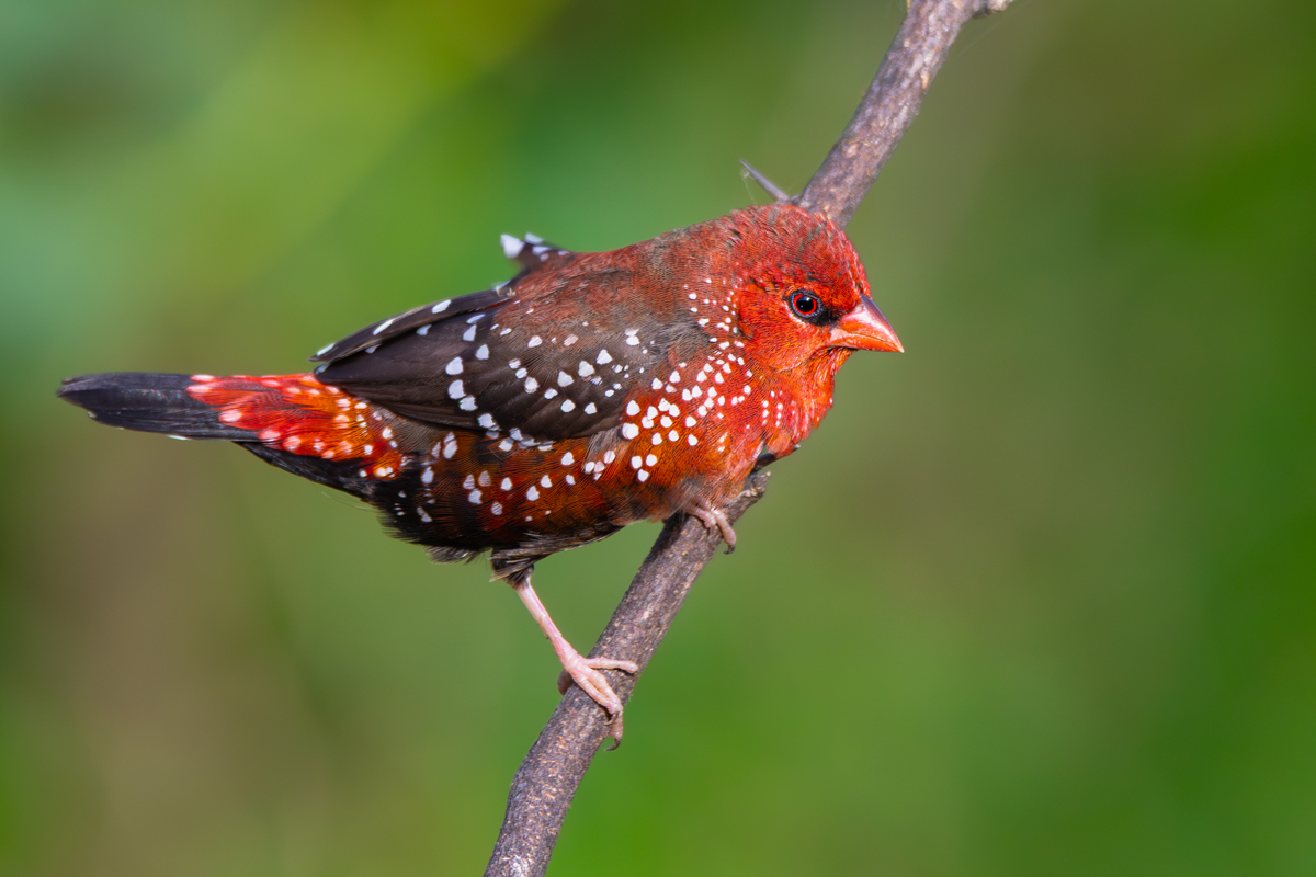 Red Avadavat