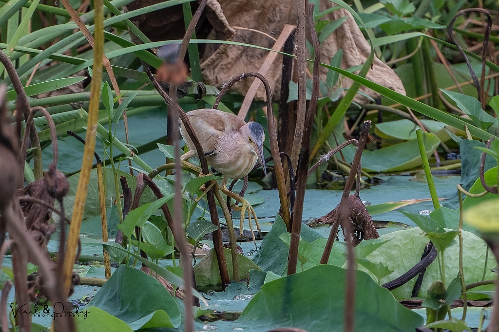 Yellow Bittern