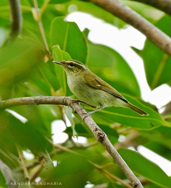 Large-billed Leaf Warbler 