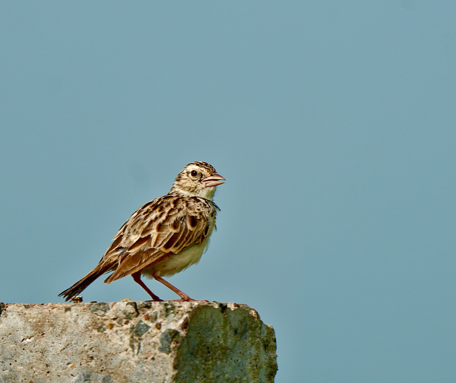 Indian Bush Lark