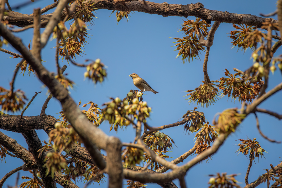 Common Rosefinch
