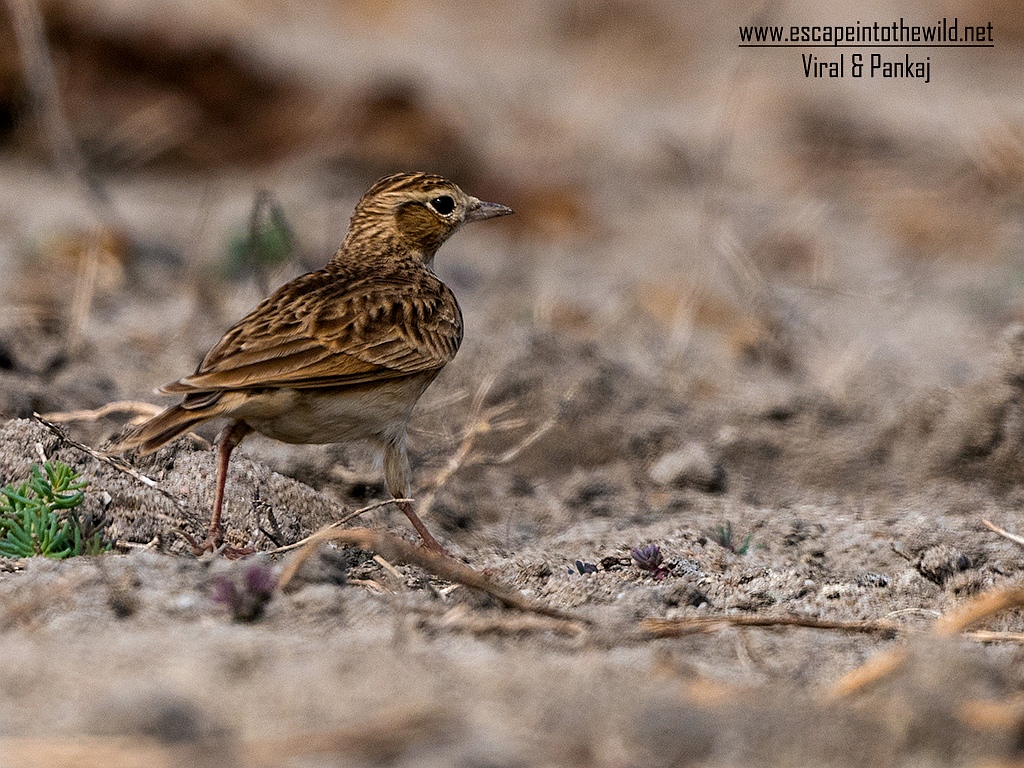 Oriental Sky Lark