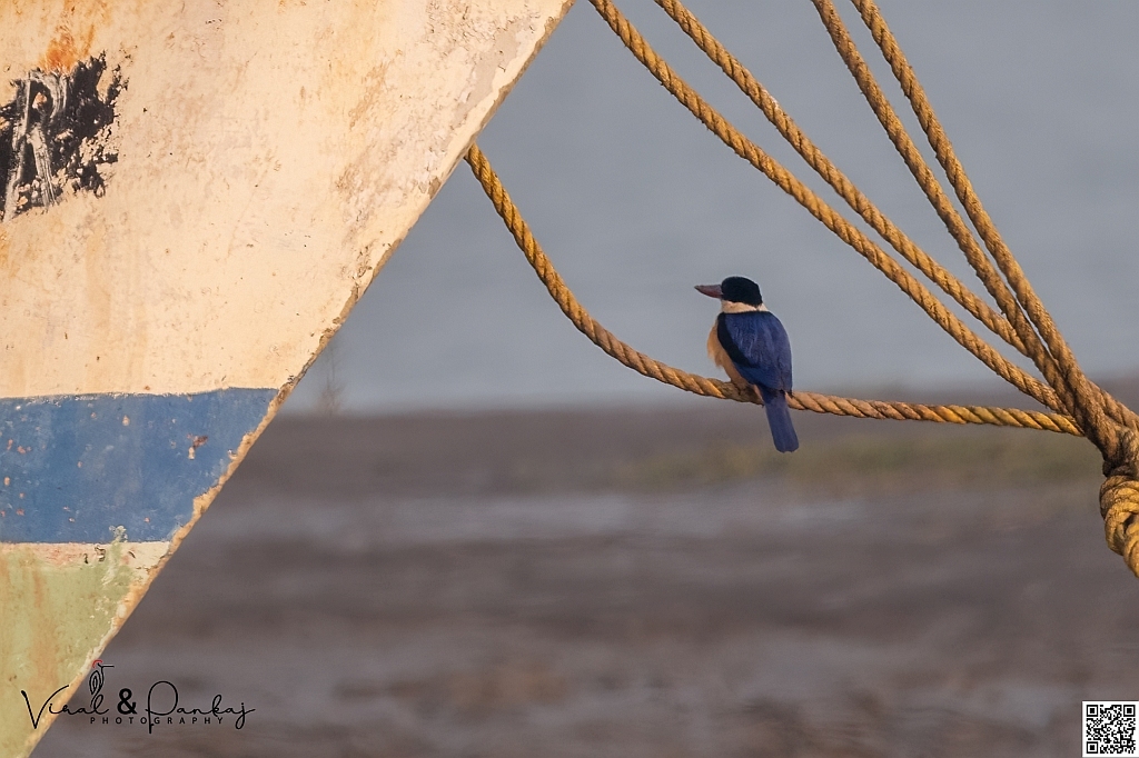 Black-capped Kingfisher
